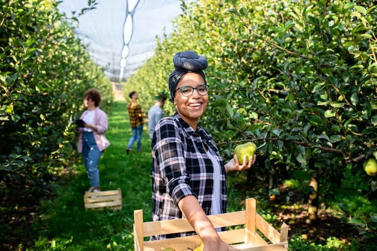 VETASSESS DAMA Program fruit pickers