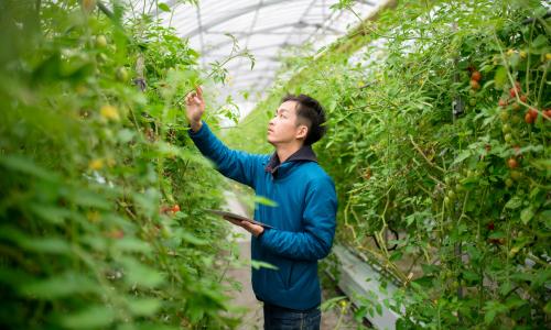 农业科学家评估植物