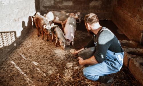 Livestock farmer working with pigs