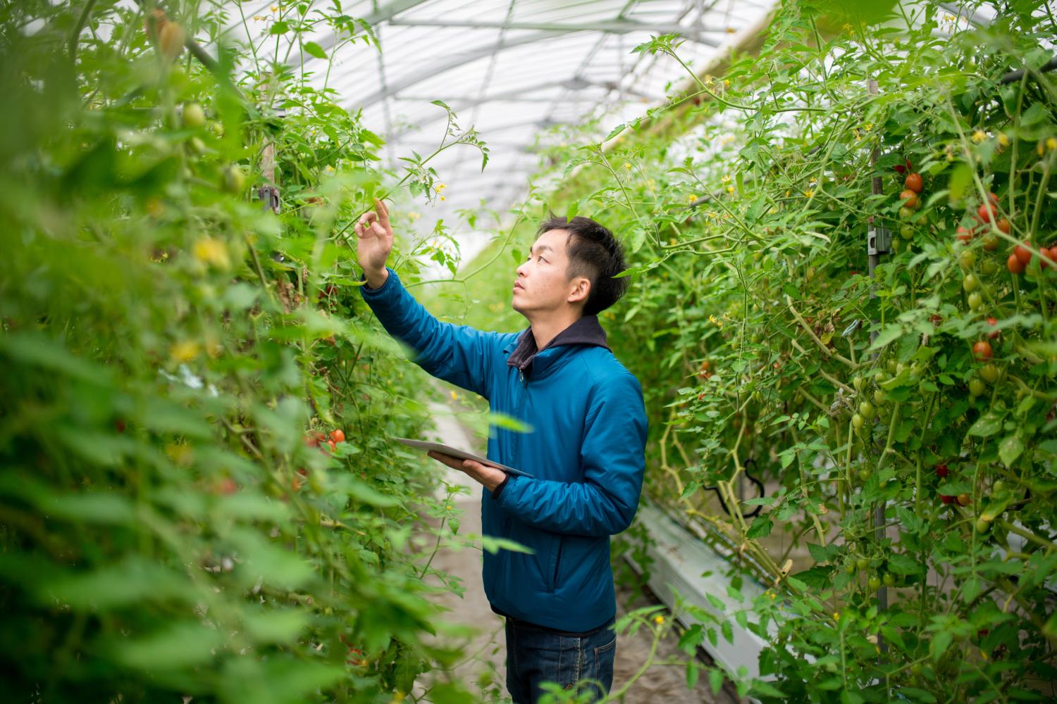 Food Supply Chain