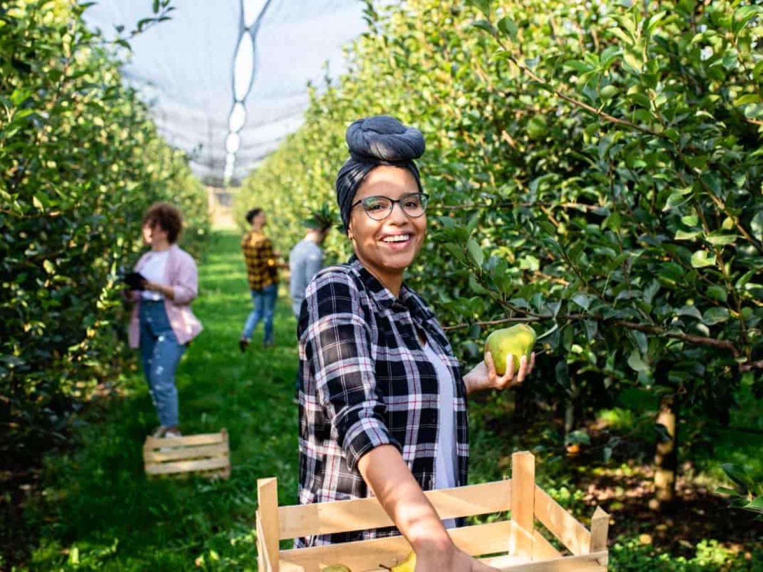 VETASSESS DAMA Program fruit pickers